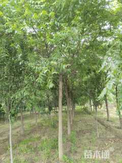 8公分栾树