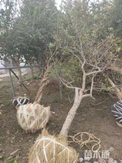 高度400厘米石榴