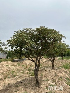 高度200厘米紫斑牡丹