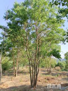 30公分(3杆)丛生乌桕