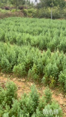 高度20厘米川柏