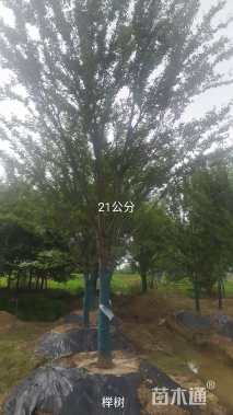 21公分榉树