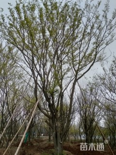 80公分多杆朴树