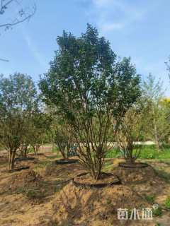 高度550厘米丛生紫薇