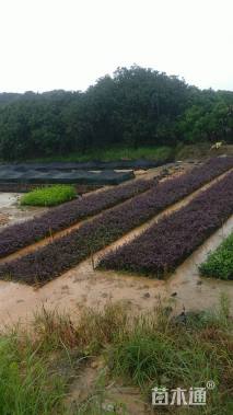 高度20厘米红花继木