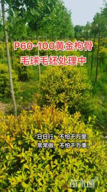 高度60厘米黄金枸骨