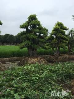 50公分造型椤木石楠