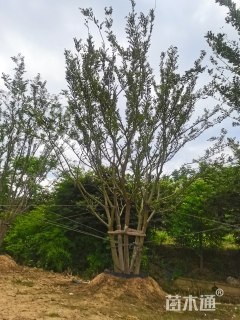 70公分丛生朴树