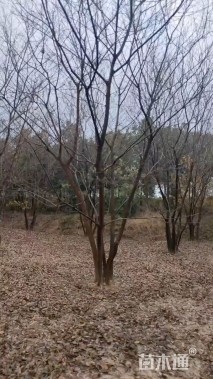 10公分(5杆)丛生朴树