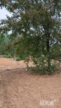 12公分北美海棠