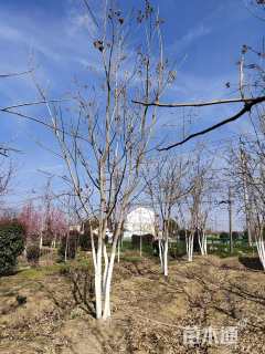 8公分(4杆)丛生无患子