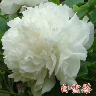 高度40厘米牡丹