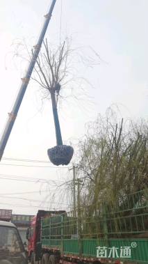 20公分嫁接垂柳