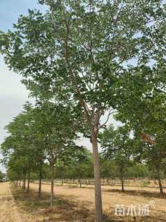 18公分栾树