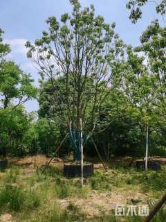 70公分丛生香樟