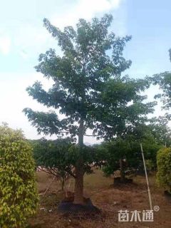 15公分美丽异木棉