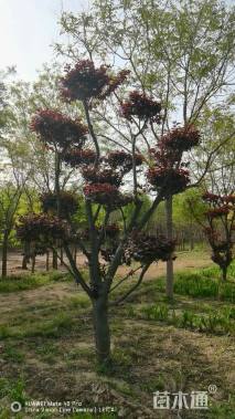 12公分造型红叶李