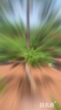 高度500厘米黑松