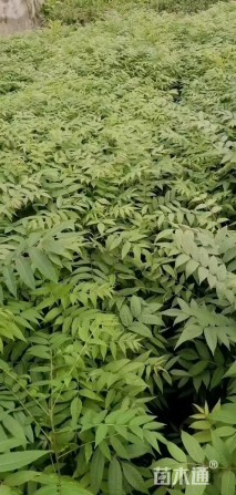 0.5公分红油香椿