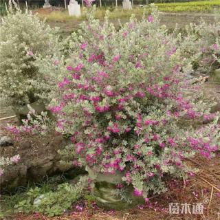 高度40厘米红花玉芙蓉