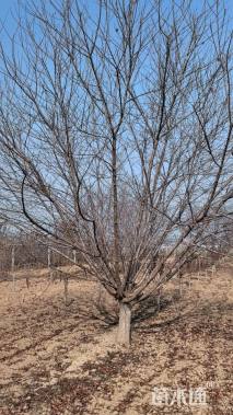 18公分青叶碧桃