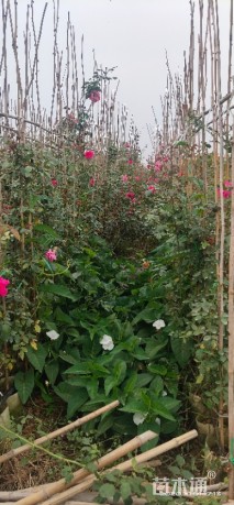 120厘米藤本欧月