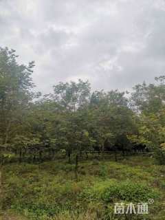 12公分黄花风铃木