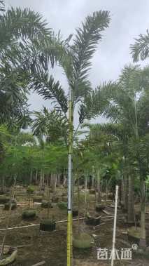 裸干高3000厘米狐尾椰