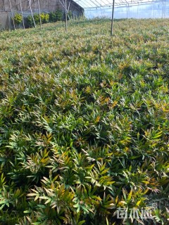 高度30厘米十大功劳