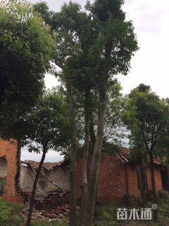 65公分红果冬青