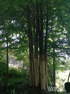 100公分丛生银杏