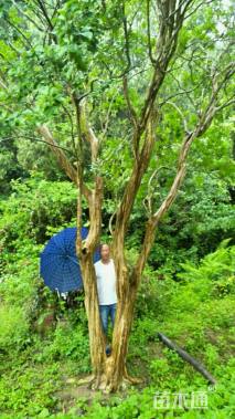 高度800厘米大红紫薇