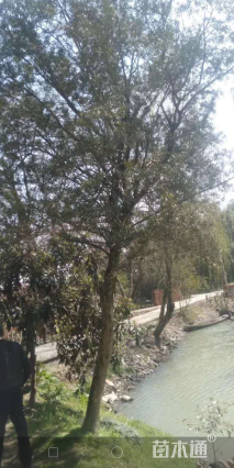 高度600厘米黄杨