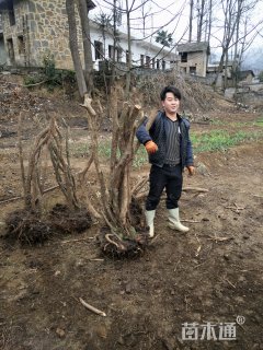 高度1500厘米映山红