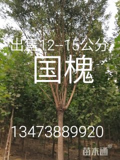 15公分国槐