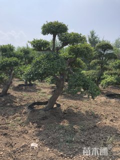 高度500厘米卫矛