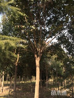 15公分大叶女贞