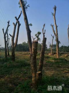 28公分海南黄花梨