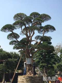 58公分造型日本罗汉松