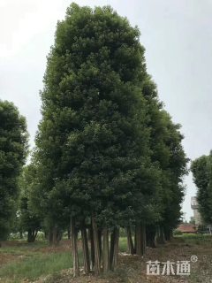 130公分多杆香樟