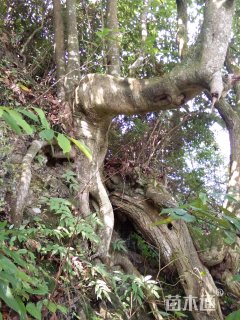 高度700厘米冬青