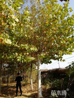 18公分速生法桐