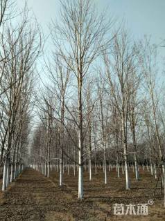 20公分北美红枫