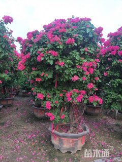 高度300厘米三角梅