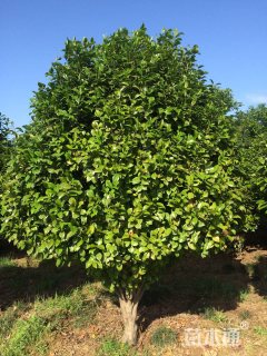 高度280厘米红露珍茶花