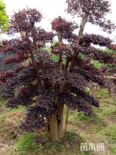 2000厘米造型红花继木桩