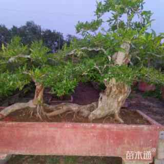 高度450厘米石榴