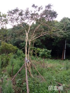 高度400厘米黄杨