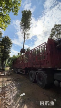 10公分金丝楠木