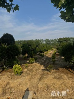 20公分造型女贞